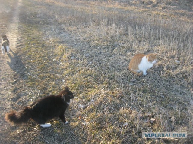 Жизнь домашнего приюта для котеек 386