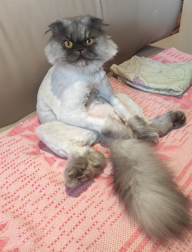 Котовторник ведь начался!