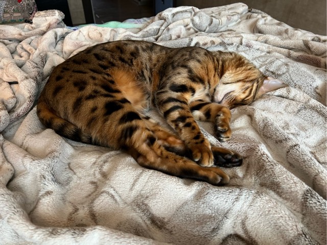 Котовторник 07.06.2022