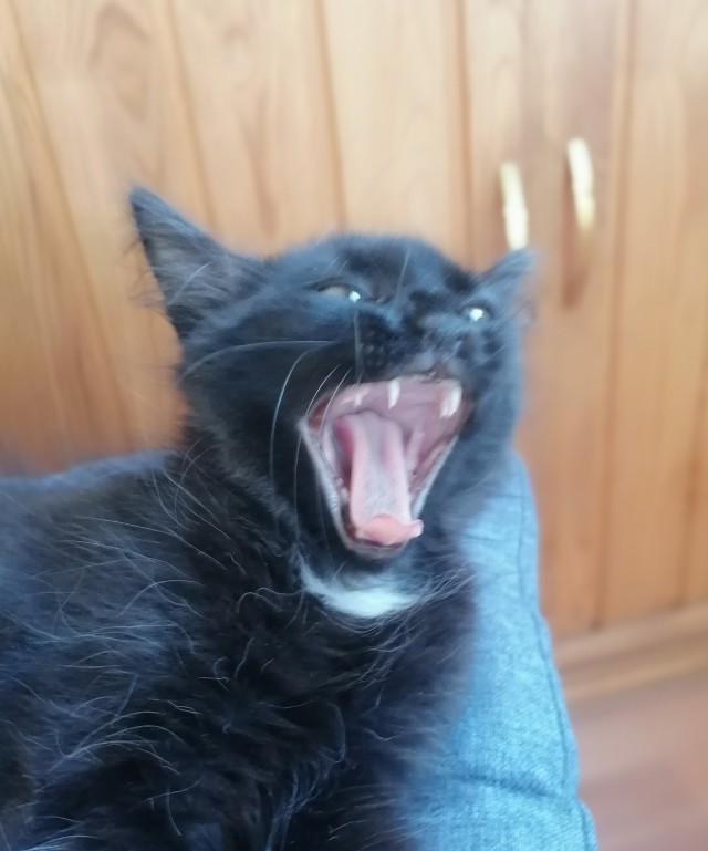 Котовторнику быть