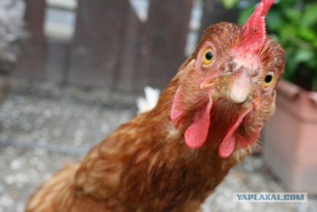 Первое судно с украинской кукурузой не пришло в пункт назначения вовремя