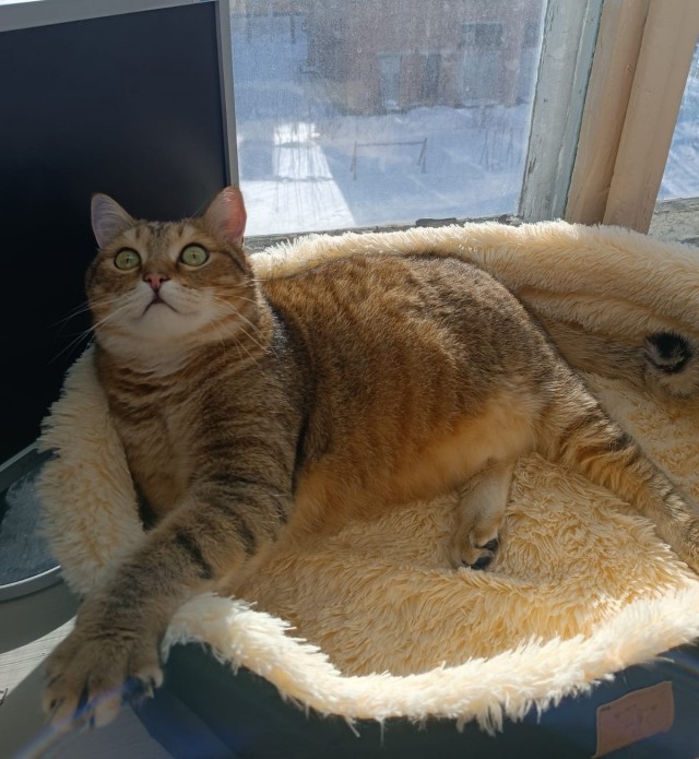 Котовторнику посвящается