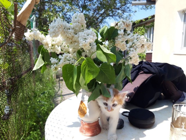 Себастьяна себе завёл