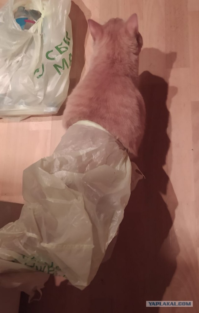 Ловушки для котов