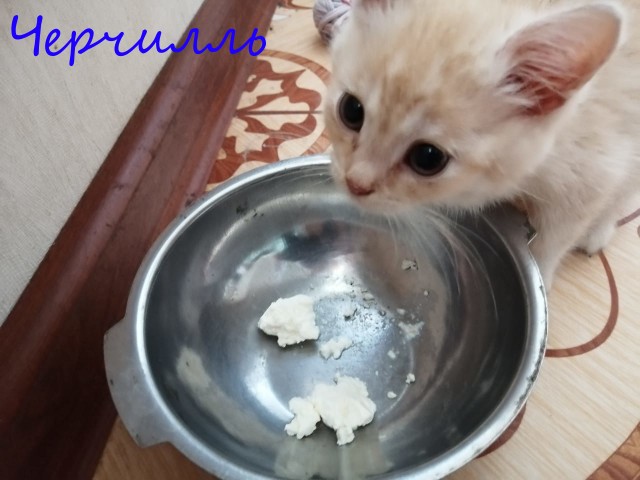 Жизнь домашнего приюта "Котоленд" 414