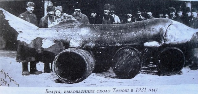 5 метровый осетр из Британской Колумбии возрастом где-то в 100 лет