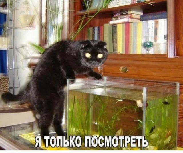 Жизнь домашнего приюта "Котоленд" 415
