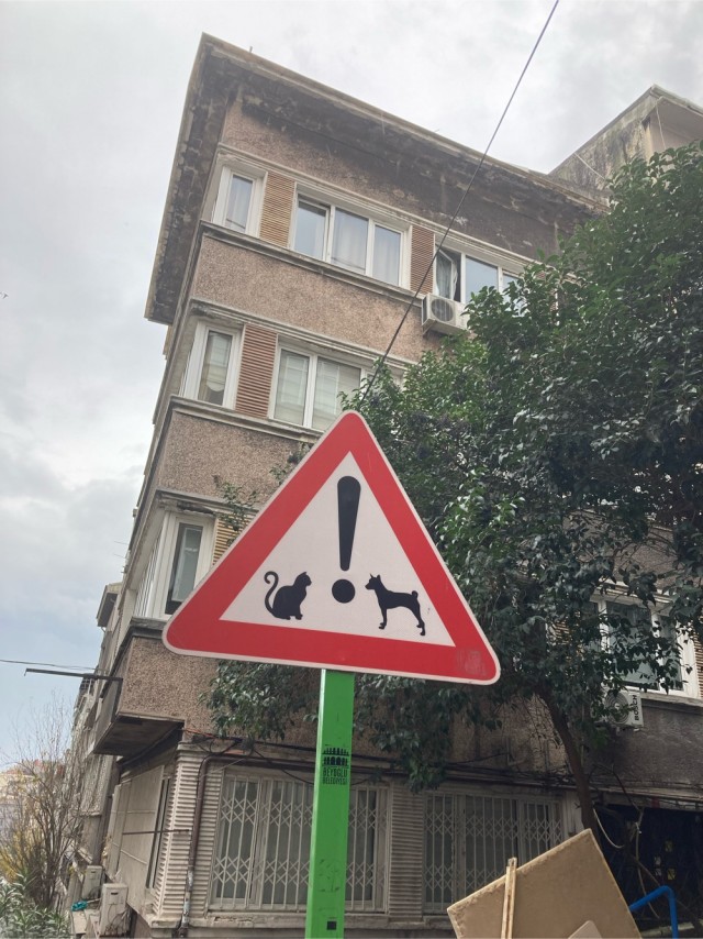 Стамбульские котики