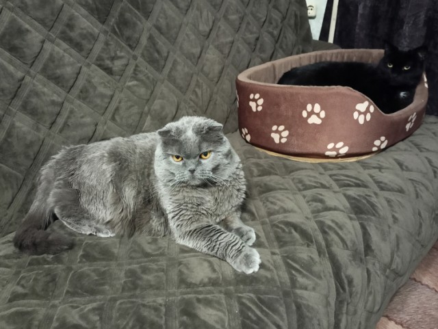 Котовторник 09.04.24