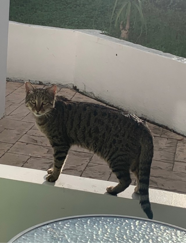Южных котиков вам на радость