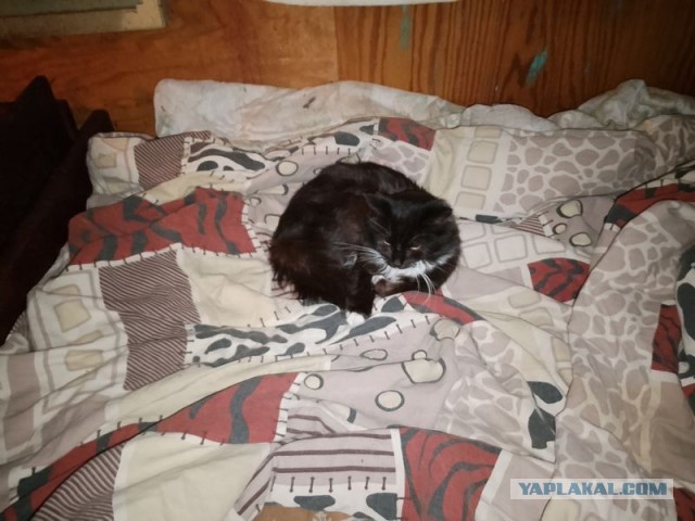 Жизнь домашнего приюта для котеек 495