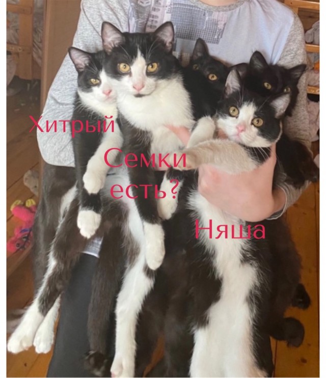 У меня уже готов для тебя букет котов!  Эти свежие коты, совсем не вянут, как цветы