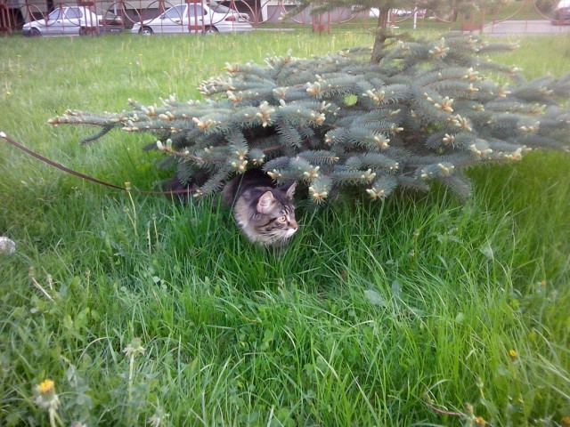 Котовторник 21.05.2013