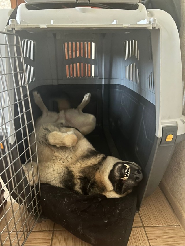 Собаки которые уснули в прикольных позах