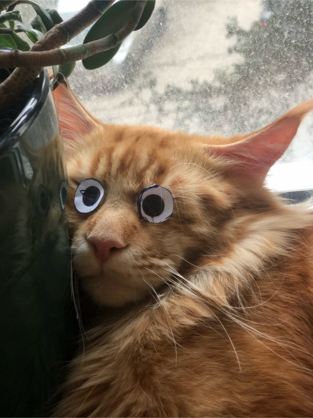 Мэйн-кун!  Котовторнику посвещается!