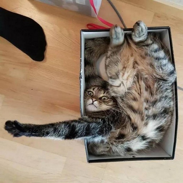 Прикольные морды котов псов к настроению...