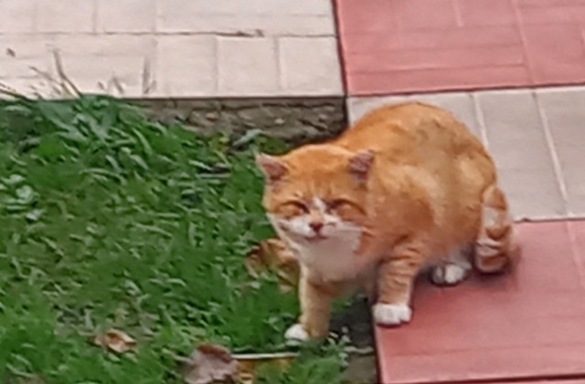 Жизнь с котом в одной картинке