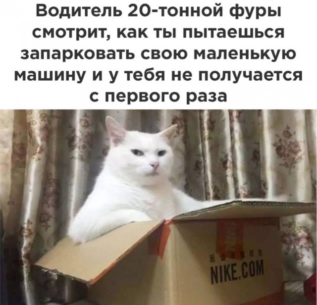 Котовторник в картинках