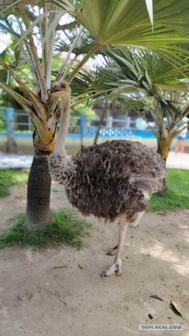 Малайзия 2025 (Куала-Лумпур+побережье)