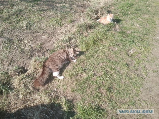 Жизнь домашнего приюта для котеек 540