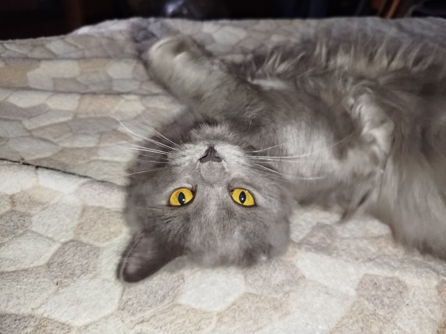 Нефотогеничный кот