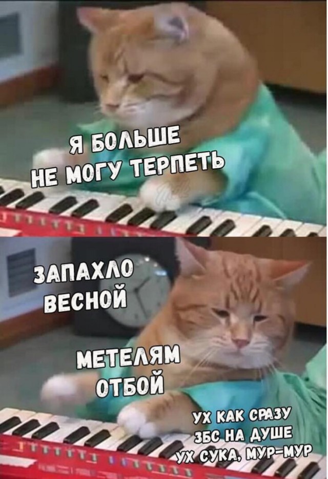 К-котовторник.