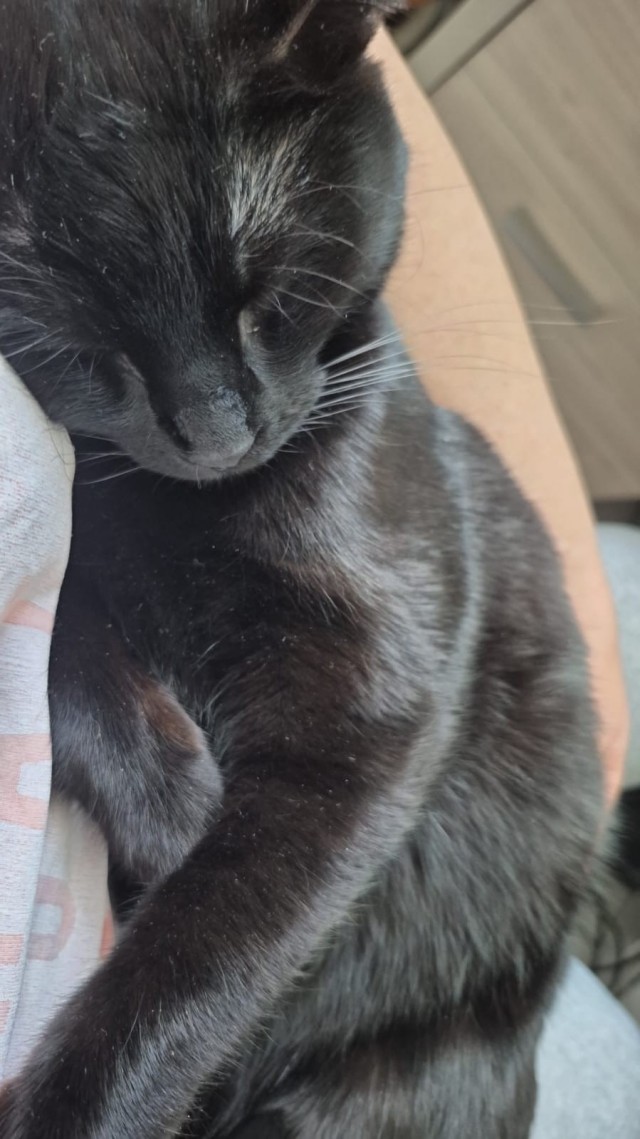 Тёплое, лаповое к котовторнику.