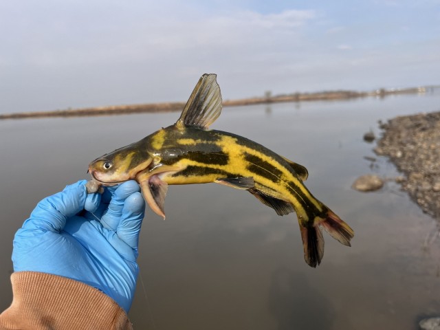 Почему рыба из реки Амур крайне агрессивна в других водоёмах? Чудовища Дальнего Востока