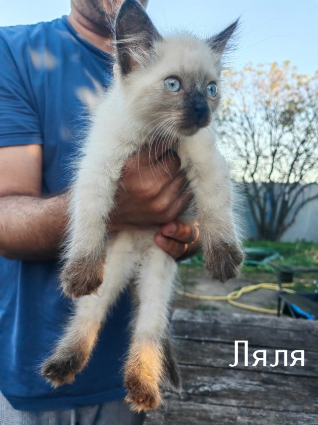 Жизнь домашнего приюта "Котоленд" 512