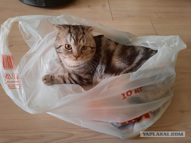 Котовторник