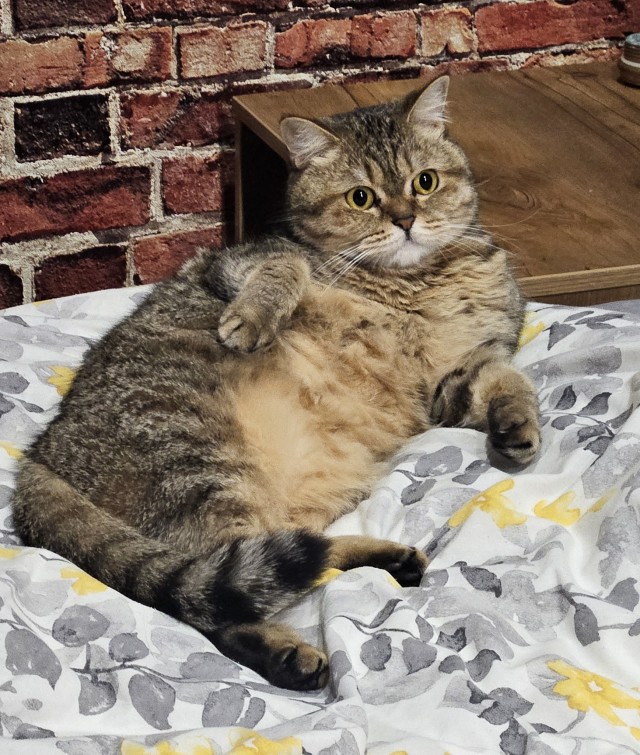 Вот и мой кот