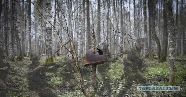 Пять жутких лесов