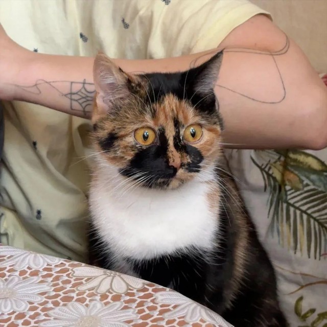 Рандомных фото котов тред