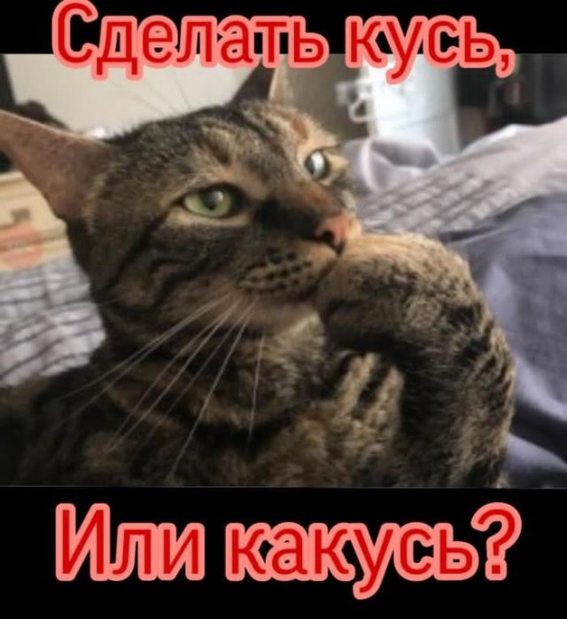 Сейчас укушу и успокоюсь