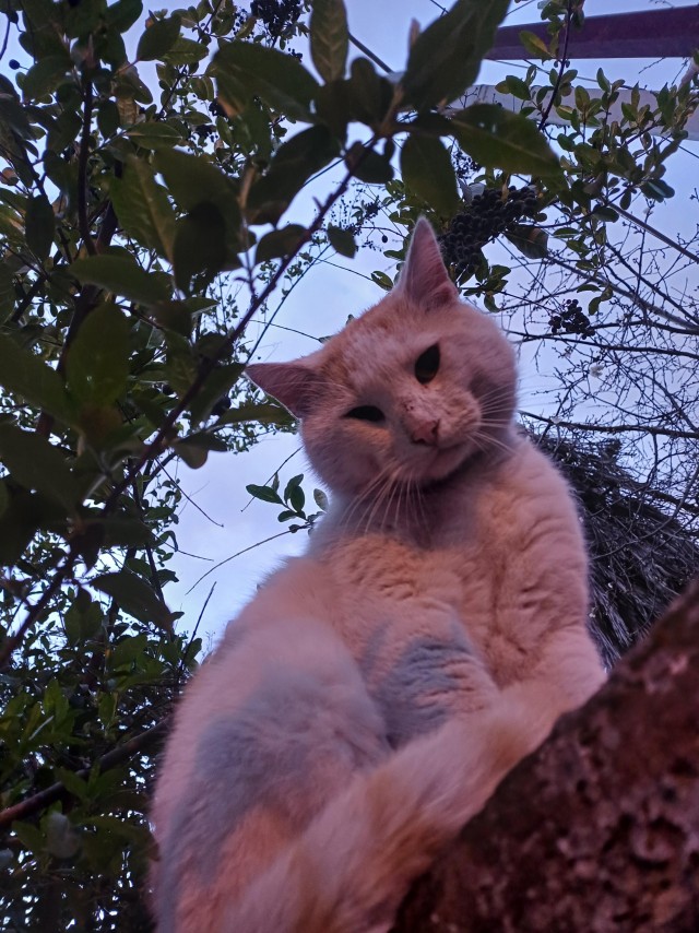 Уличные кошки в Албании