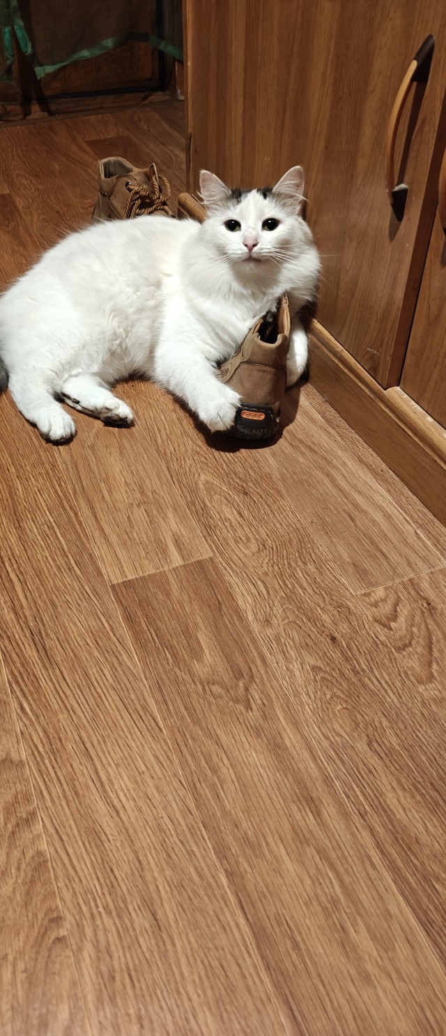 Котонадзор