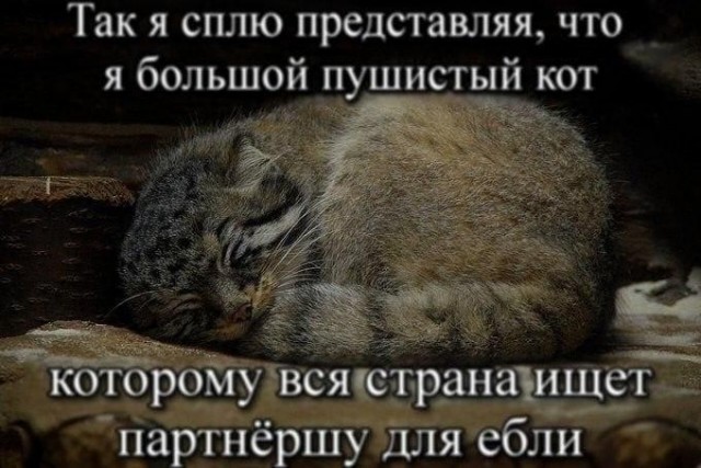 Картинки для деградации 178 (разной степени свежести)