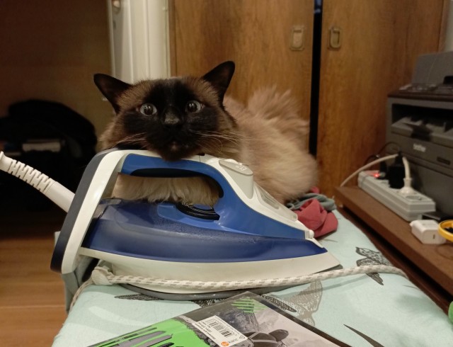 Наши коты