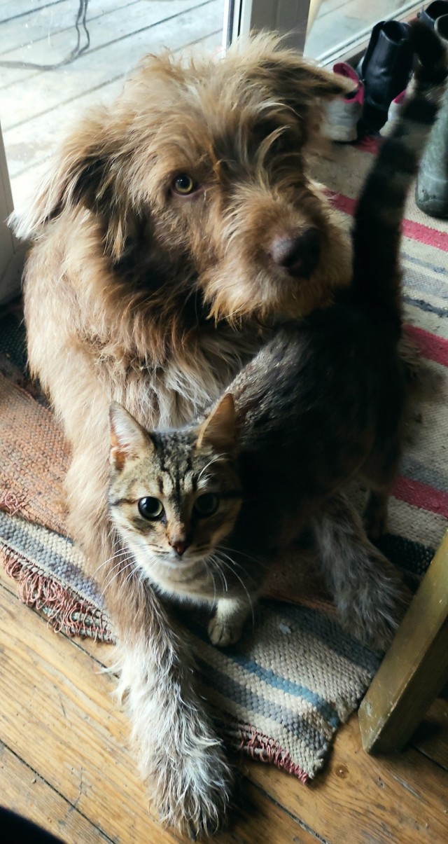 Снова наши коты