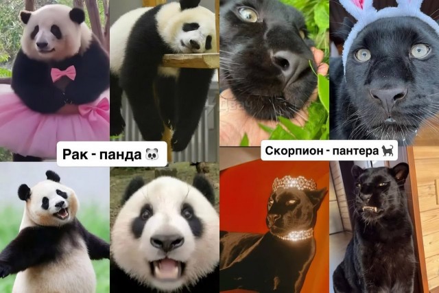 Настоящий российский астролог подобрал каждому знаку зодиака своё тотемное животное