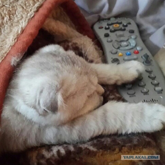 Котовторник 25.02.2014