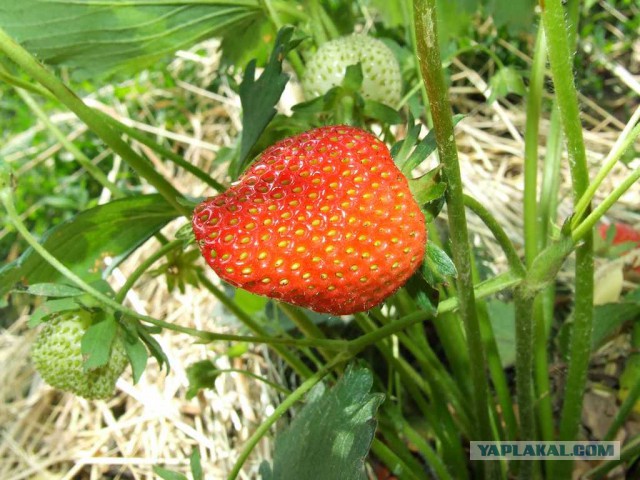 Про лето, грибы и сырное печенье