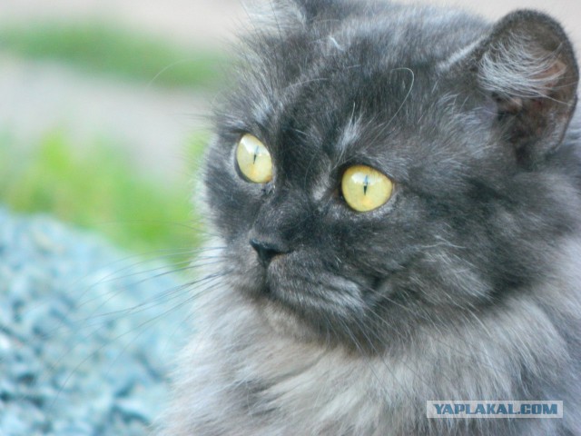 Котовторник 10.06.2014