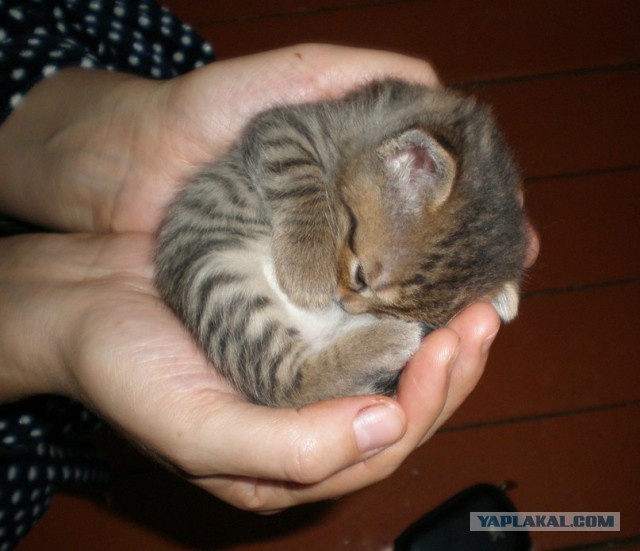 Спасение котёнка, Осторожно мат!