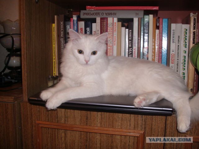 Котовторник  08.07.2014
