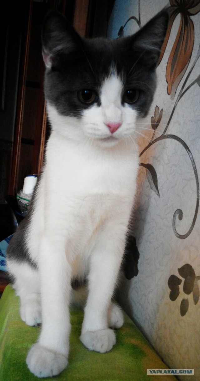 Котовторник  08.07.2014