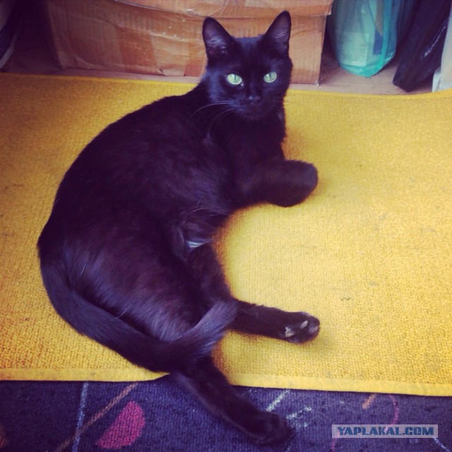 Котовторник 22.07.14