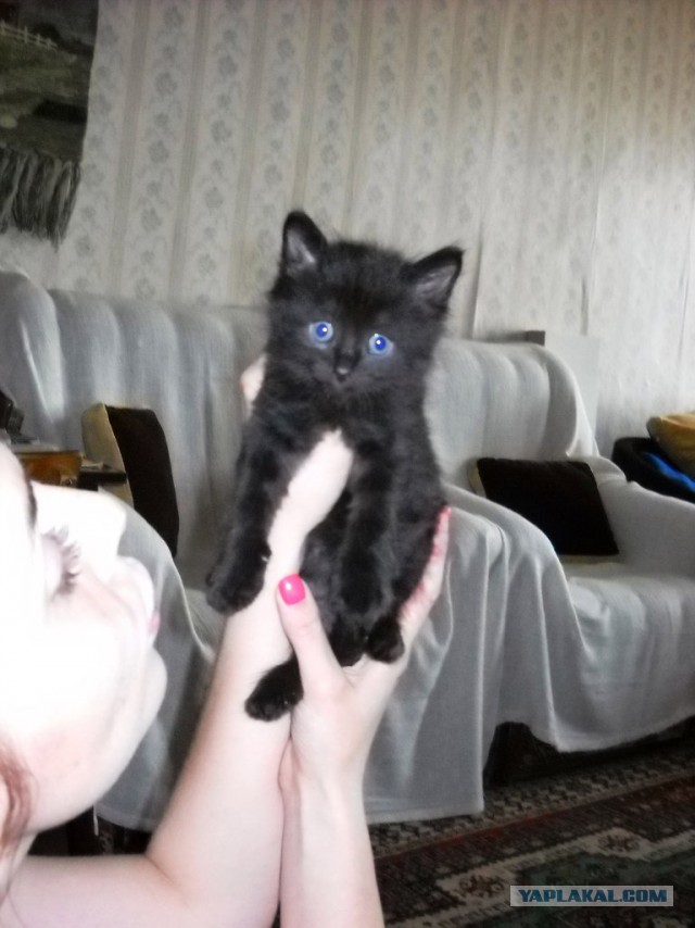 Котовторник 16.09.14