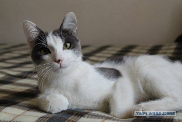 Котовторник 21.10.2014