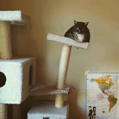 Кажется мой кот немного потолстел